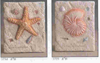 Starfis & Nautilis Plaque